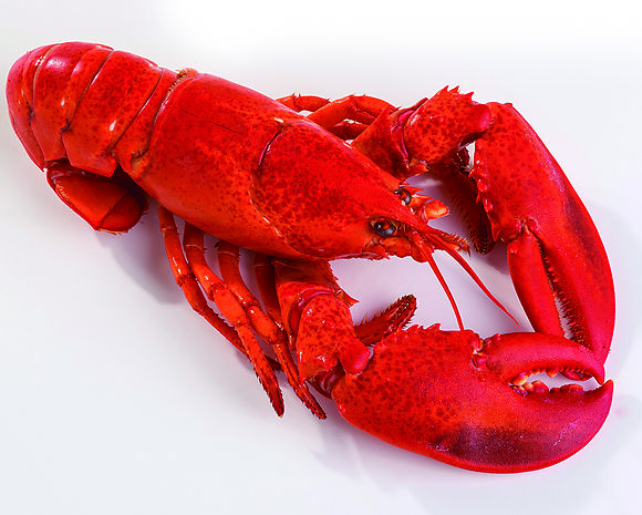 Cooked canadian lobster