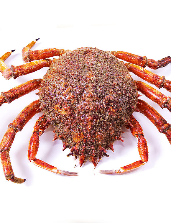 Cooked spinous spider crab
